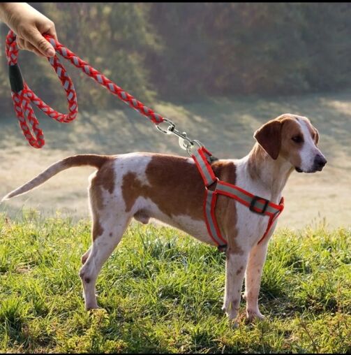 Chaîne De Corde De Sécurité De Chien - Rouge – Image 1